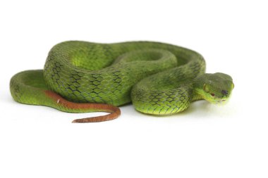 Beyaz dudaklı Yeşil Çukur Yılanı (trimeresurus albolabris) beyaz arka planda izole edilmiş