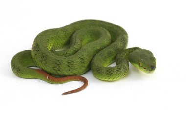 Beyaz dudaklı Yeşil Çukur Yılanı (trimeresurus albolabris) beyaz arka planda izole edilmiş