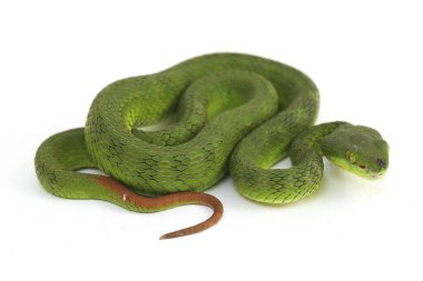 Beyaz dudaklı Yeşil Çukur Yılanı (trimeresurus albolabris) beyaz arka planda izole edilmiş