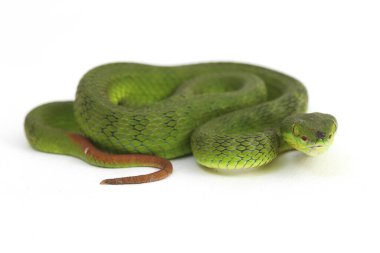 Beyaz dudaklı Yeşil Çukur Yılanı (trimeresurus albolabris) beyaz arka planda izole edilmiş