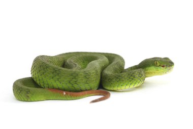 Beyaz dudaklı Yeşil Çukur Yılanı (trimeresurus albolabris) beyaz arka planda izole edilmiş