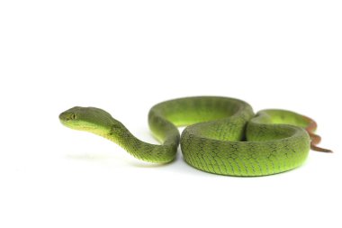 Beyaz dudaklı Yeşil Çukur Yılanı (trimeresurus albolabris) beyaz arka planda izole edilmiş