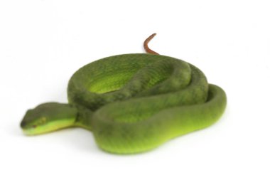 Beyaz dudaklı Yeşil Çukur Yılanı (trimeresurus albolabris) beyaz arka planda izole edilmiş