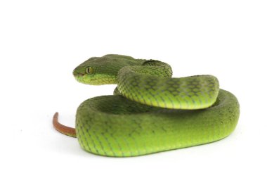 Beyaz dudaklı Yeşil Çukur Yılanı (trimeresurus albolabris) beyaz arka planda izole edilmiş