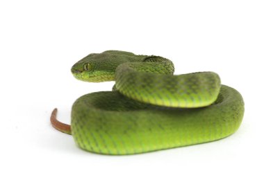 Beyaz dudaklı Yeşil Çukur Yılanı (trimeresurus albolabris) beyaz arka planda izole edilmiş
