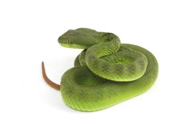Beyaz dudaklı Yeşil Çukur Yılanı (trimeresurus albolabris) beyaz arka planda izole edilmiş