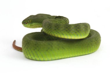 Beyaz dudaklı Yeşil Çukur Yılanı (trimeresurus albolabris) beyaz arka planda izole edilmiş