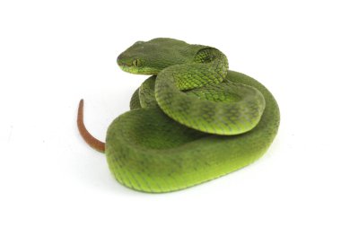Beyaz dudaklı Yeşil Çukur Yılanı (trimeresurus albolabris) beyaz arka planda izole edilmiş