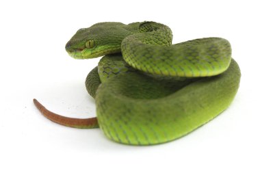 Beyaz dudaklı Yeşil Çukur Yılanı (trimeresurus albolabris) beyaz arka planda izole edilmiş