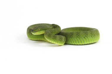 Beyaz dudaklı Yeşil Çukur Yılanı (trimeresurus albolabris) beyaz arka planda izole edilmiş