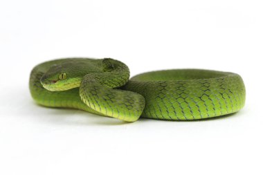 Beyaz dudaklı Yeşil Çukur Yılanı (trimeresurus albolabris) beyaz arka planda izole edilmiş
