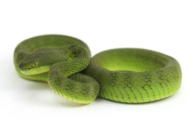 Beyaz dudaklı Yeşil Çukur Yılanı (trimeresurus albolabris) beyaz arka planda izole edilmiş