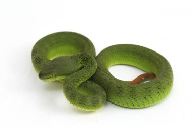Beyaz dudaklı Yeşil Çukur Yılanı (trimeresurus albolabris) beyaz arka planda izole edilmiş