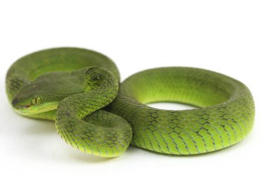 Beyaz dudaklı Yeşil Çukur Yılanı (trimeresurus albolabris) beyaz arka planda izole edilmiş