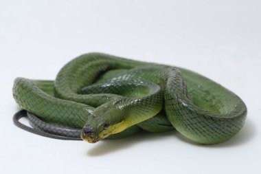 Gonyosoma oxycephalum, yaygın olarak bilinen adıyla ağaç yılanı, kırmızı kuyruklu yeşil fare yılan ve kırmızı kuyruklu yarışçı, beyaz arka planda izole edilmiş Güneydoğu Asya 'ya endemiktir..