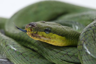 Gonyosoma oxycephalum, yaygın olarak bilinen adıyla ağaç yılanı, kırmızı kuyruklu yeşil fare yılan ve kırmızı kuyruklu yarışçı, beyaz arka planda izole edilmiş Güneydoğu Asya 'ya endemiktir..