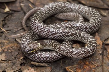 Doğulu kurt yılanı (Lycodon capucinus) tropikal ormanda bulunur ama kurt yılan zehirli değildir, saklanır.
