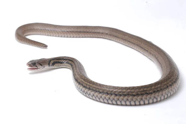 Den Rutiga Keelback Fowlea Piscator Även Känd Som Den Asiatiska — Stockfoto