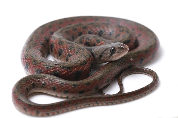 Checkered Keelback Fowlea Piscator Also Known Commonly Asiatic Water Snake — Stock Photo, Image