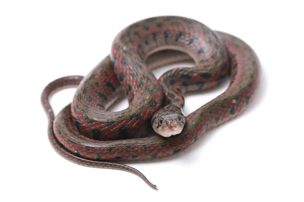 经核对的脊背 Fowlea Piscator 也被称为亚洲水蛇 Asiatic Water Snake 该物种是亚洲特有的物种 因白人背景而被隔离 — 图库照片