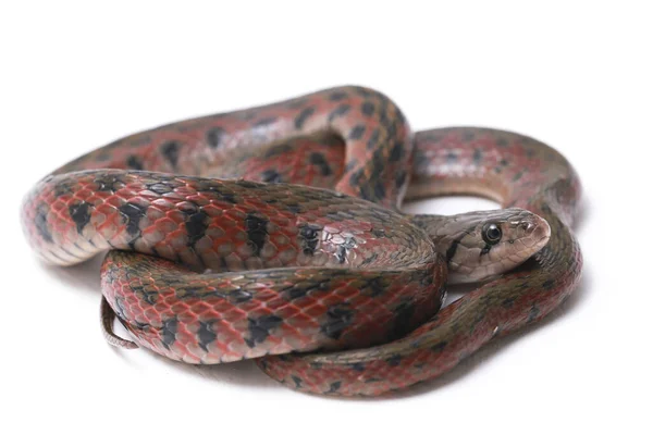 Quilla Cuadros Fowlea Piscator También Conocida Comúnmente Como Serpiente Acuática —  Fotos de Stock