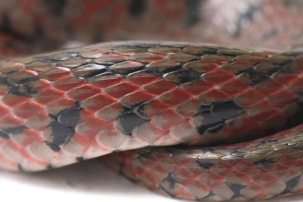 Keelback Xadrez Fowlea Piscator Também Conhecido Comumente Como Serpente Asiática — Fotografia de Stock