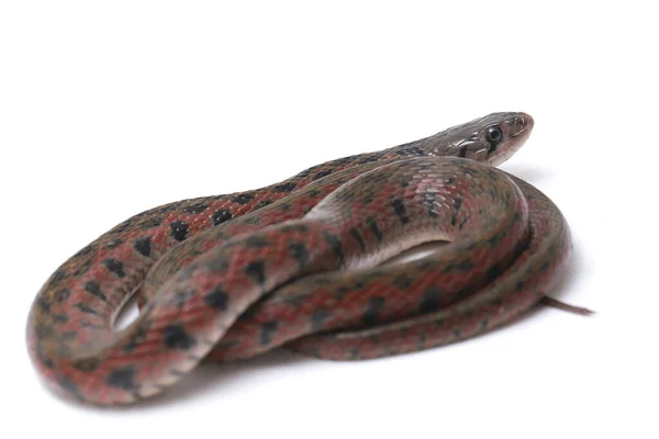 经核对的脊背 Fowlea Piscator 也被称为亚洲水蛇 Asiatic Water Snake 该物种是亚洲特有的物种 因白人背景而被隔离 — 图库照片