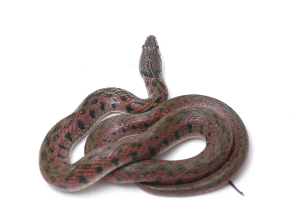 Checkered Keelback Fowlea Piscator Also Known Commonly Asiatic Water Snake — Stock Photo, Image