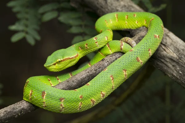 Vipère Wagler Tropidolaemus Wagleri Sur Une Branche Arbre — Photo