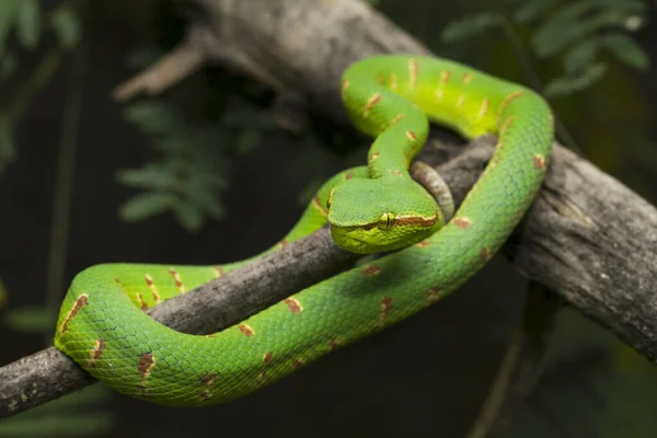 Wagler Grubenviper Tropidolaemus Wagleri Auf Ast — Stockfoto