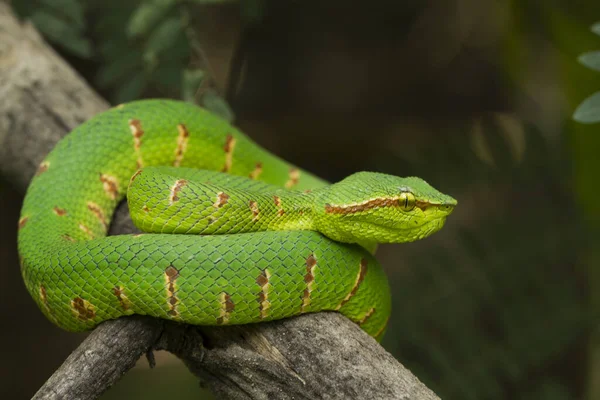 Wagler Pit Viper Tropidolaemus Wagleri Tree Branch — 图库照片