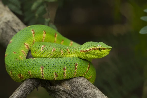 Wagler Grubenviper Tropidolaemus Wagleri Auf Ast — Stockfoto