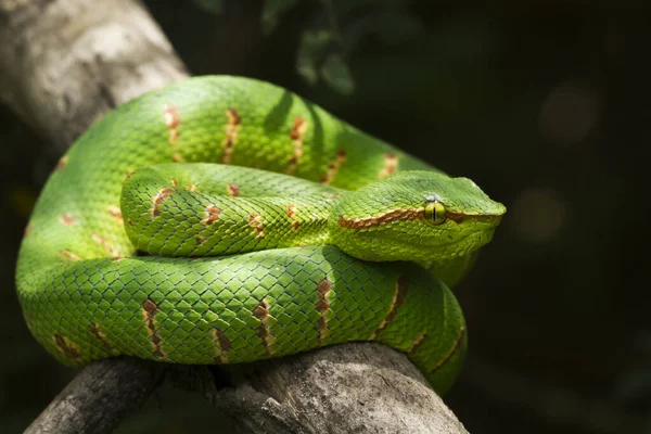 Waglerův Zmije Tropidolaemus Wagleri Větvi Stromu — Stock fotografie