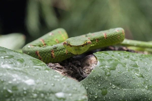 Waglerův Zmije Tropidolaemus Wagleri Větvi Stromu — Stock fotografie