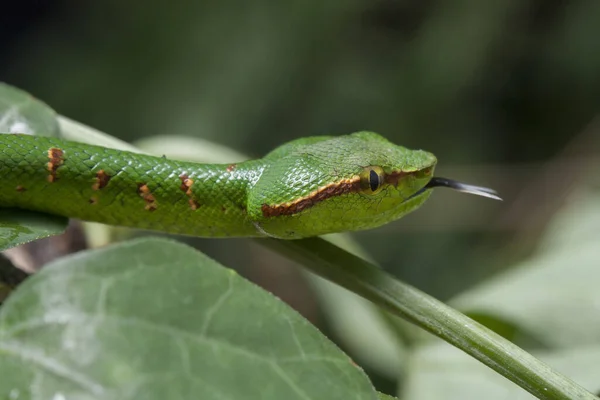 Wagler Grubenviper Tropidolaemus Wagleri Auf Ast — Stockfoto