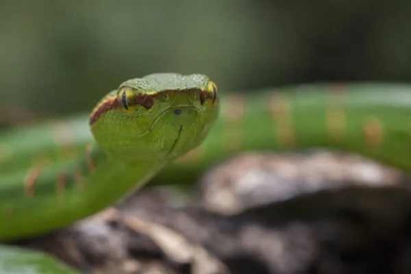 Wagler Grubenviper Tropidolaemus Wagleri Auf Ast — Stockfoto