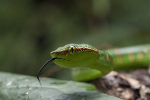 Wagler Pit Viper Tropidolaemus Wagleri Tree Branch — 图库照片