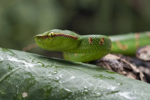 Vipera Della Fossa Wagler Tropidolaemus Wagleri Ramo Albero — Foto Stock