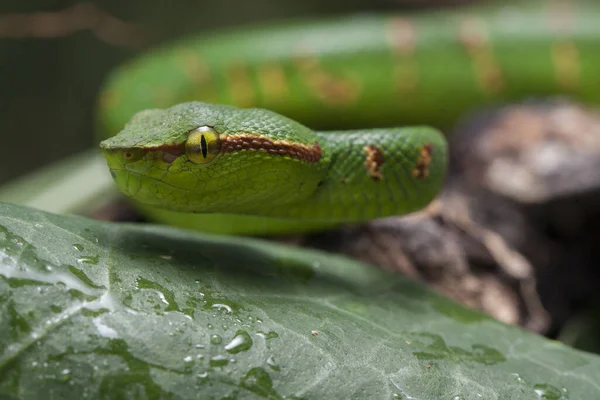 Wagler Grubenviper Tropidolaemus Wagleri Auf Ast — Stockfoto