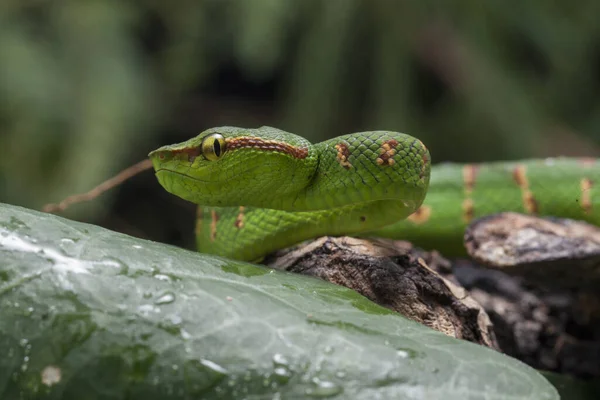 나뭇가지에 Tropidolaemus Wagleri — 스톡 사진