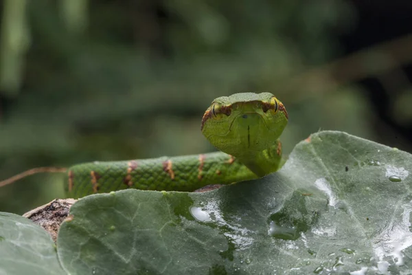 Waglerův Zmije Tropidolaemus Wagleri Větvi Stromu — Stock fotografie