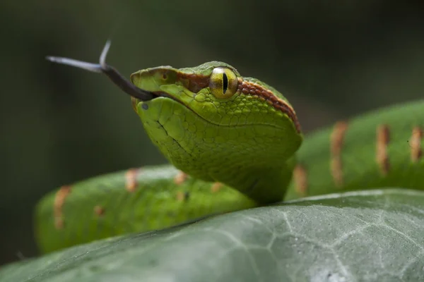 나뭇가지에 Tropidolaemus Wagleri — 스톡 사진