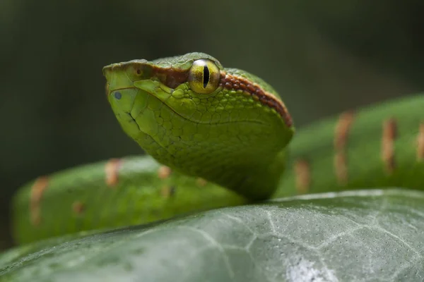 Wagler 'in çukur engereği (Tropidolaemus wagleri) ağaç dalında