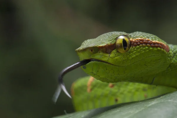 나뭇가지에 Tropidolaemus Wagleri — 스톡 사진