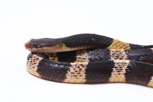 Mycket Giftiga Malaysiska Krait Eller Blå Krait Bungarus Candidus Isolerad — Stockfoto