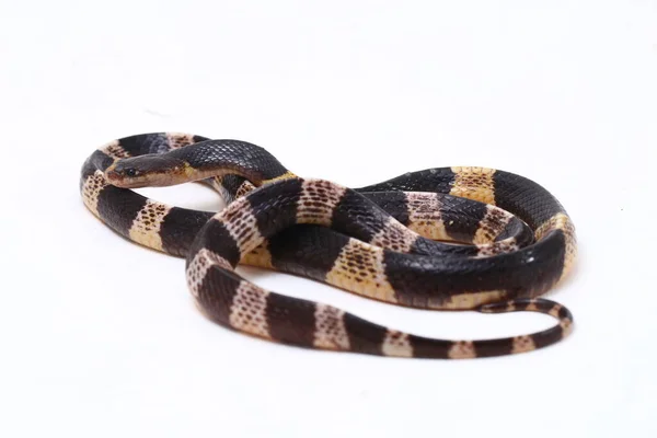 Molto Velenoso Krait Malese Krait Blu Bungarus Candidus Isolato Sfondo — Foto Stock