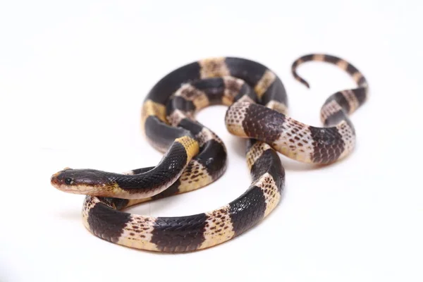 Mycket Giftiga Malaysiska Krait Eller Blå Krait Bungarus Candidus Isolerad — Stockfoto