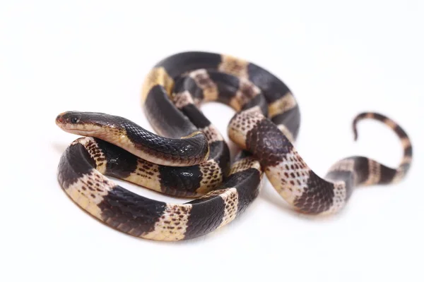 Hochgiftiger Malaysischer Oder Blauer Krait Bungarus Candidus Isoliert Auf Weißem — Stockfoto