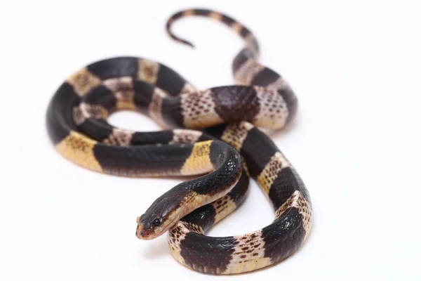 Molto Velenoso Krait Malese Krait Blu Bungarus Candidus Isolato Sfondo — Foto Stock