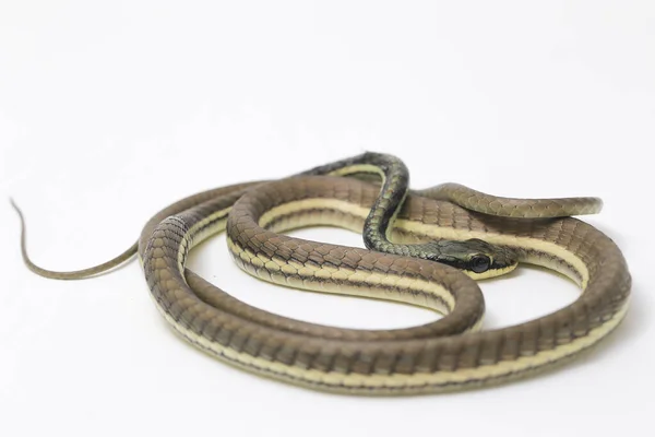 Målad Bronsrygg Dendrelaphis Pictus Isolerad Vit Bakgrund — Stockfoto